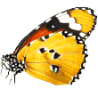 https://www.pensione-canimilano.it/wp-content/uploads/2019/08/butterfly.png